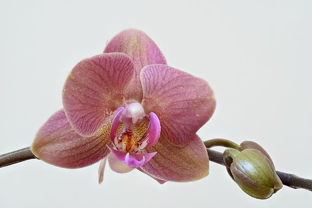 orchid flower