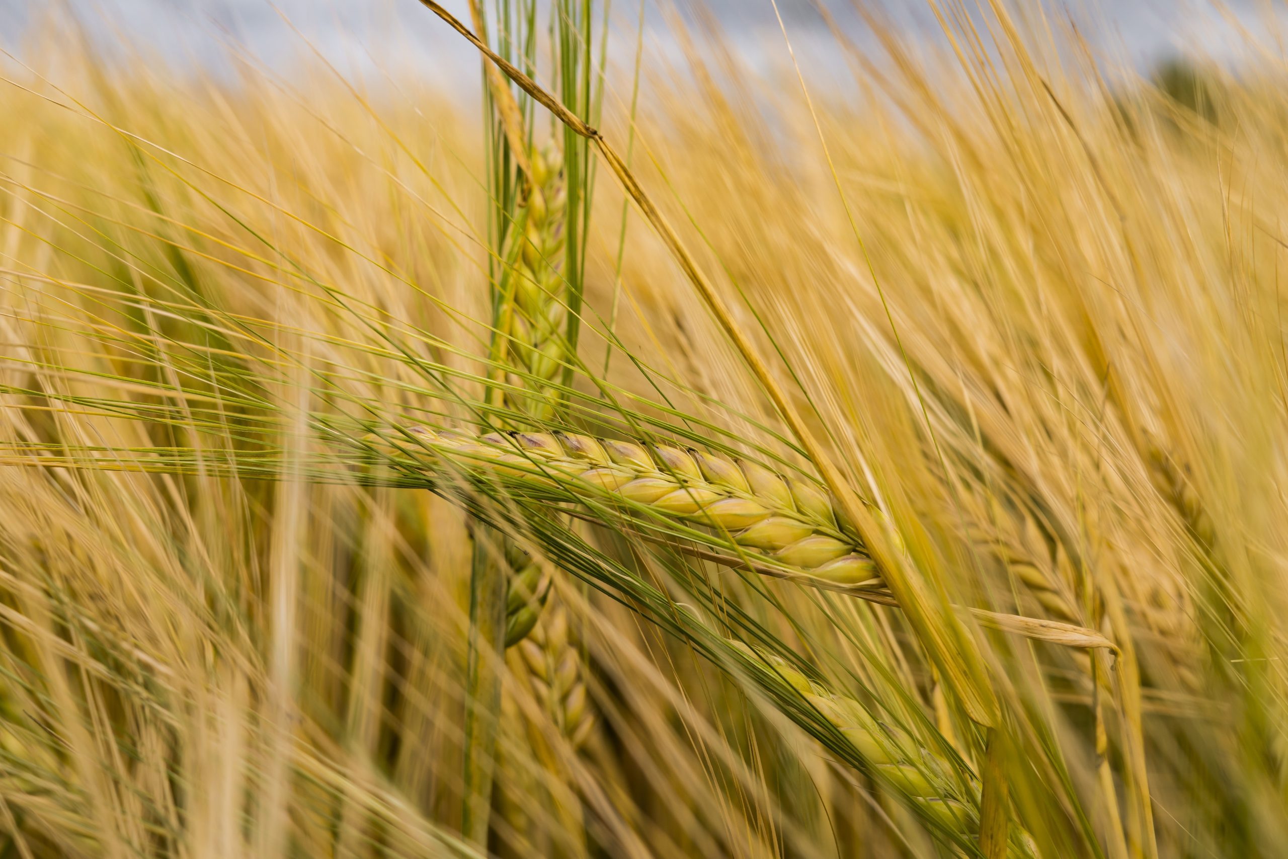 10 Interesting Facts about Iowa