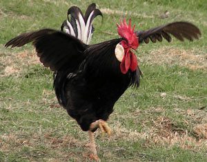 Chicken dance