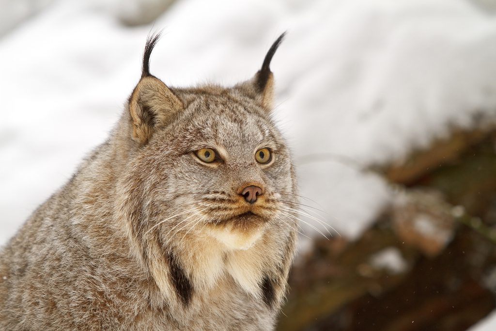 Canadian Lynx