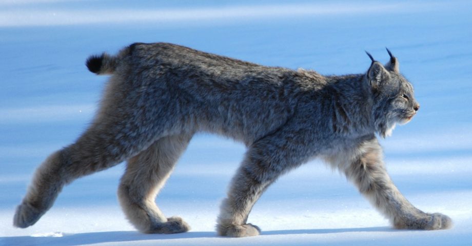 Canadian Lynx walking