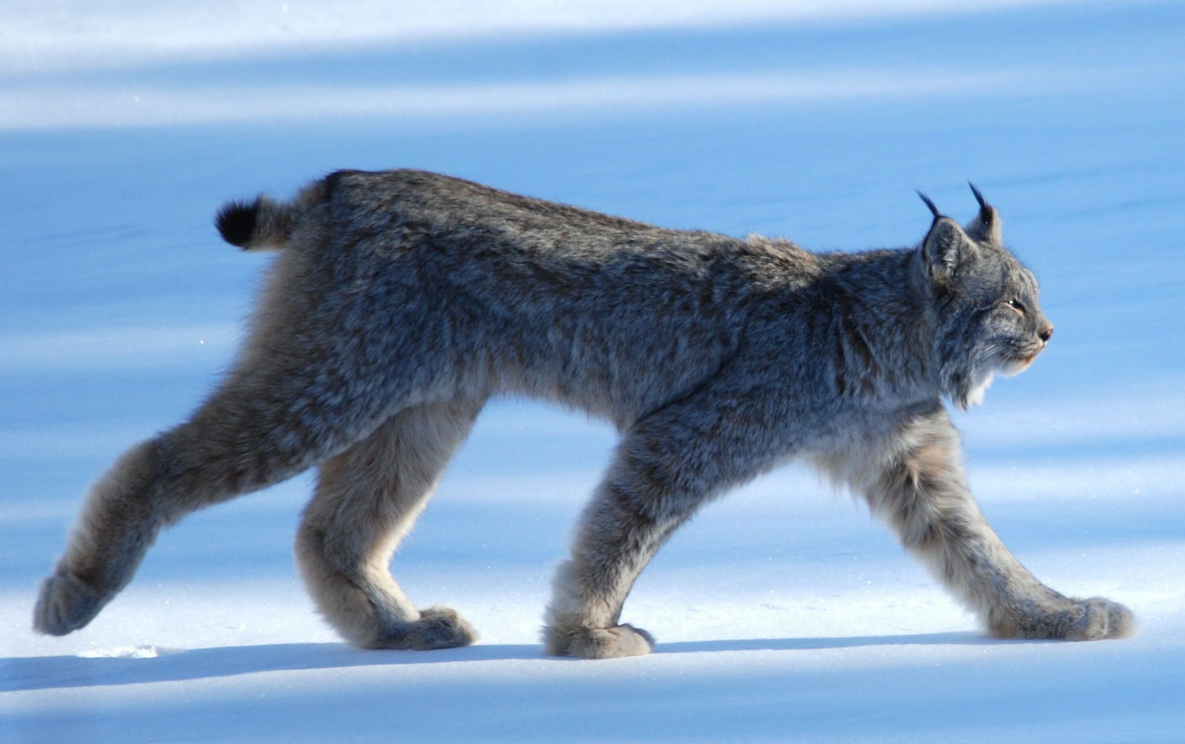 9 Luxurious Facts about Lynxes