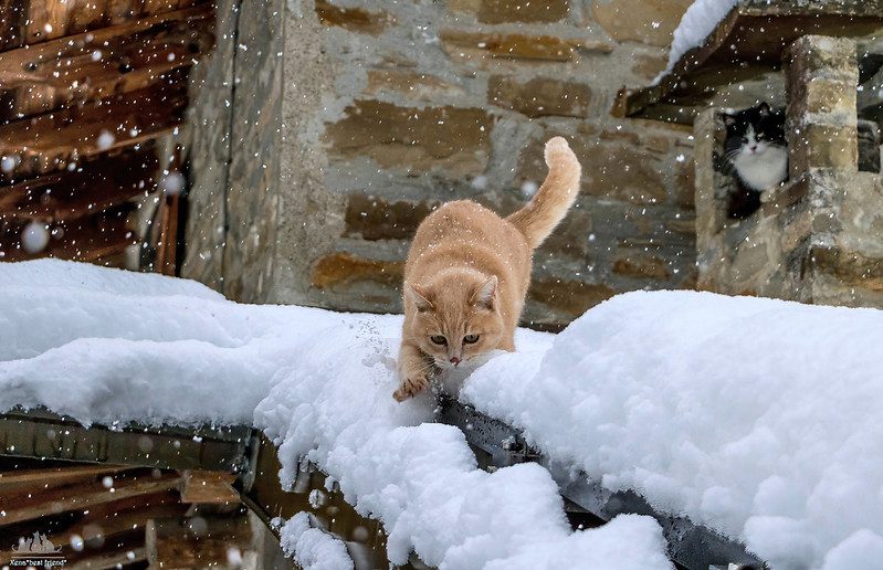 cat playing in snow