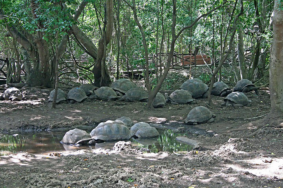 Prison Island's tortoises