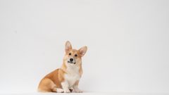 International Corgi Day