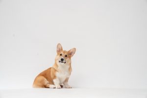 International Corgi Day