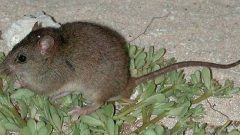 Bramble Cay melomys