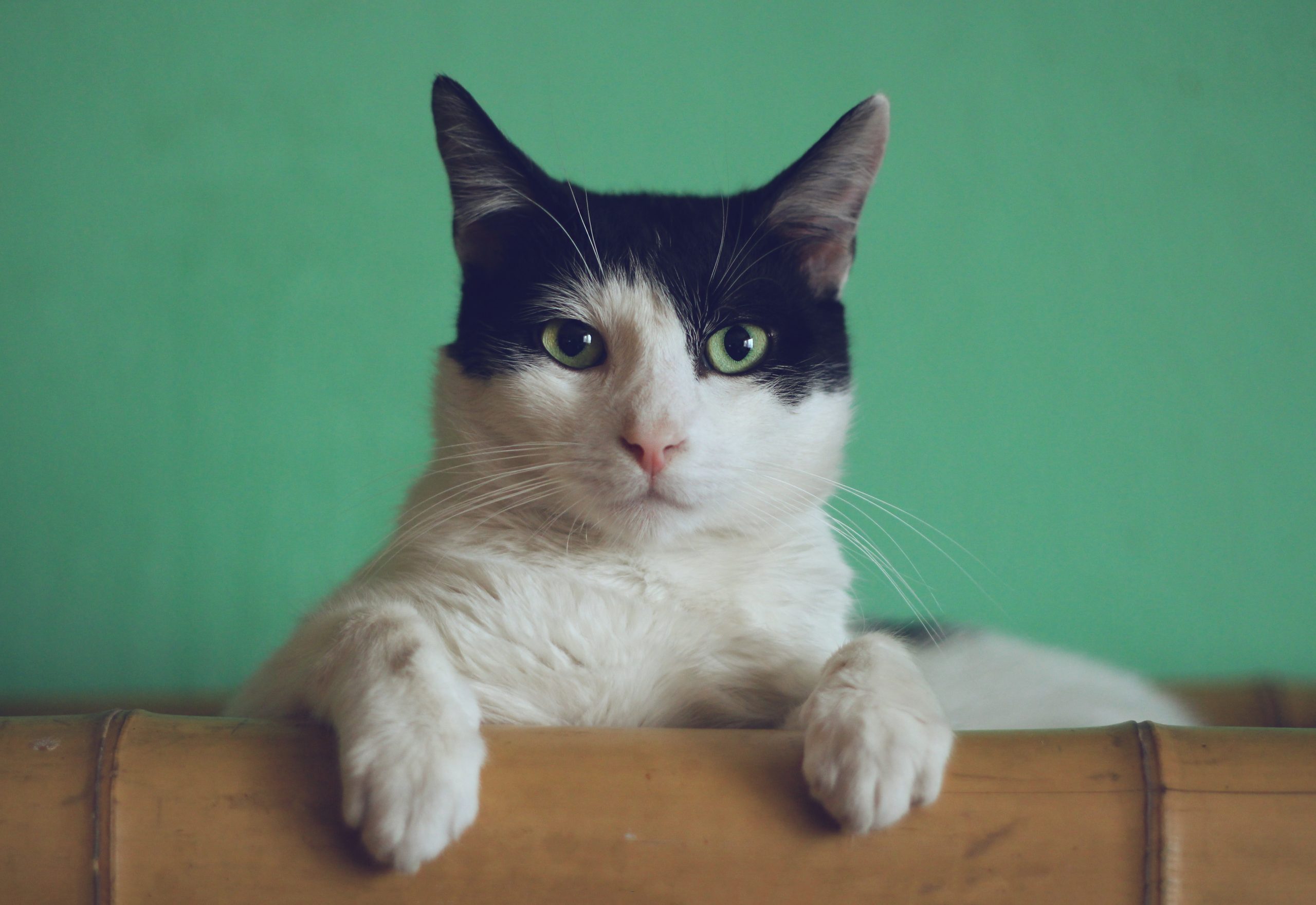 5 Fascinating Facts about Feline Behaviour 