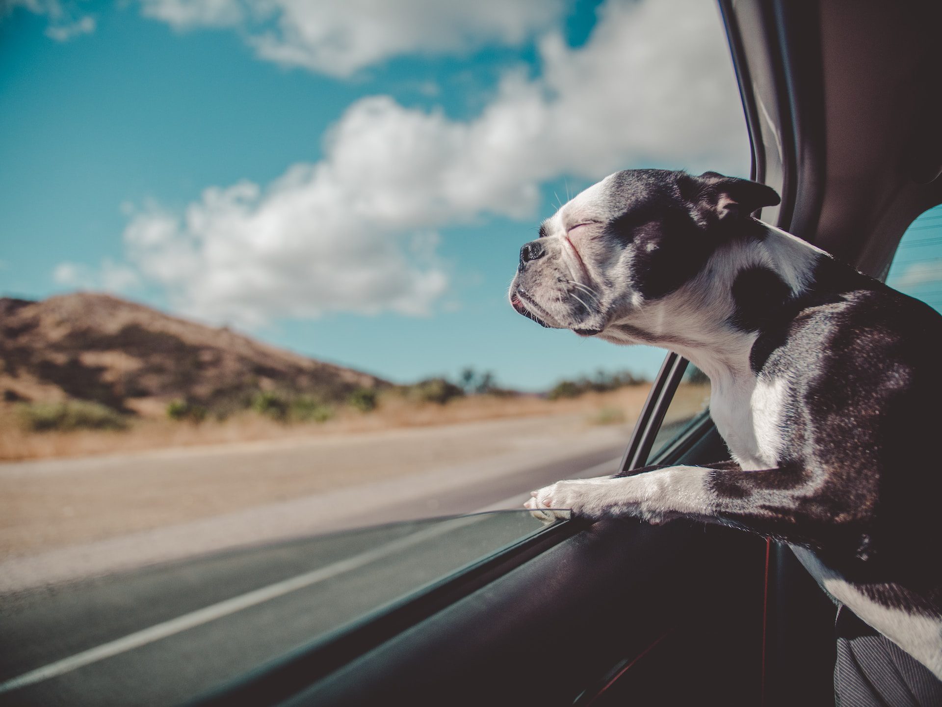 10 Amazing Facts about Pet Dogs