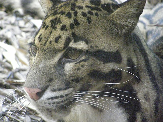 Clouded leopard