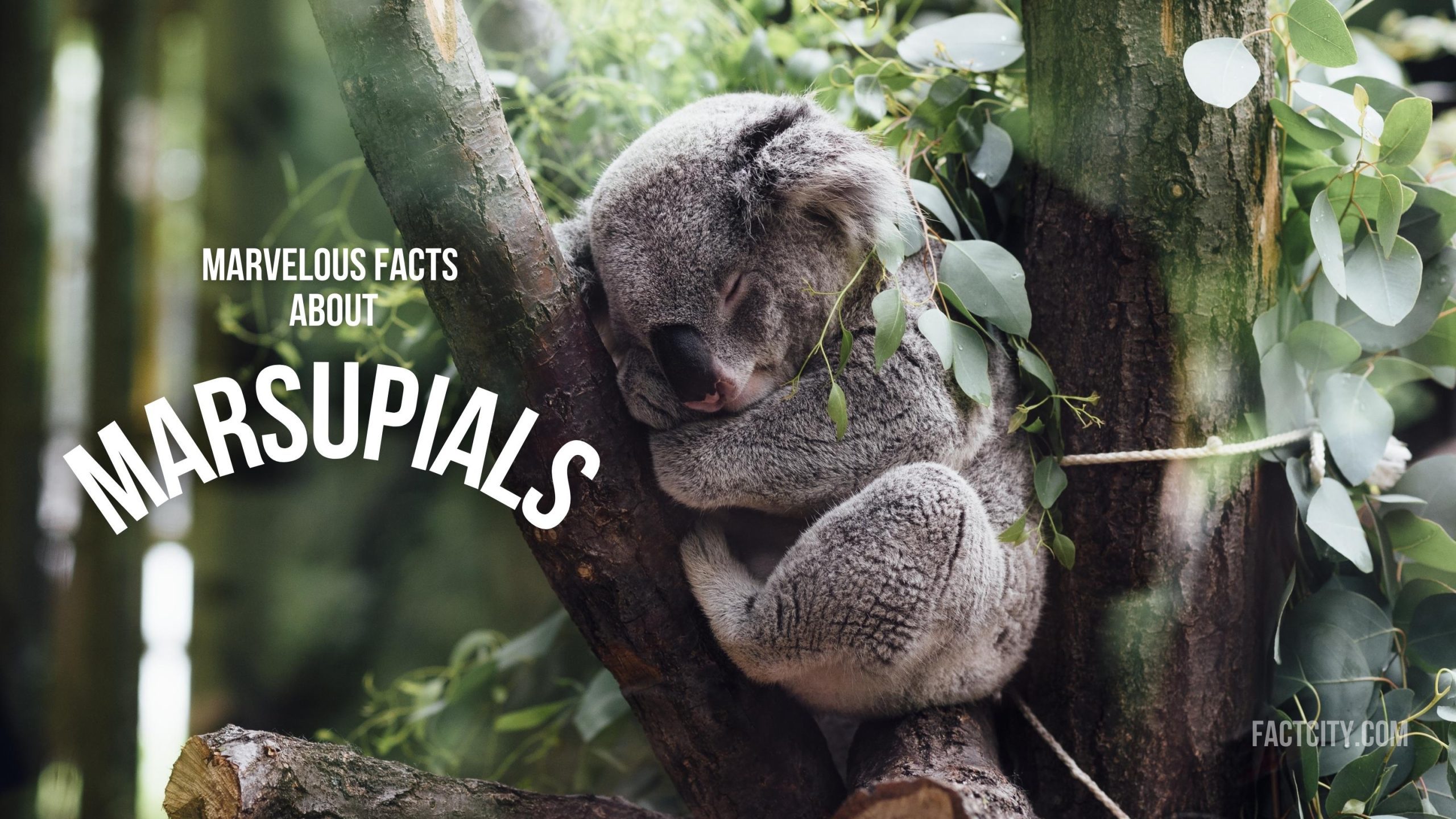 10 Marvellous Facts about Marsupials