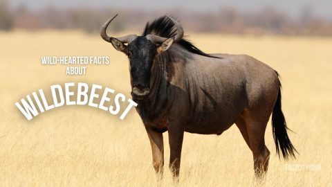 Wildebeest