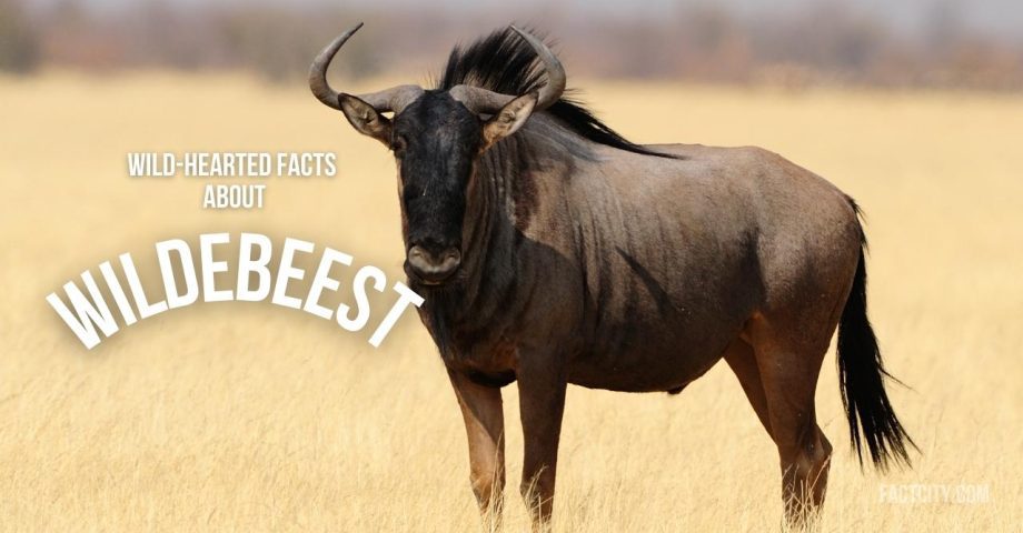 Wildebeest