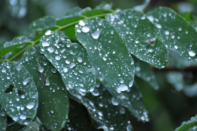 raindrops on leaves