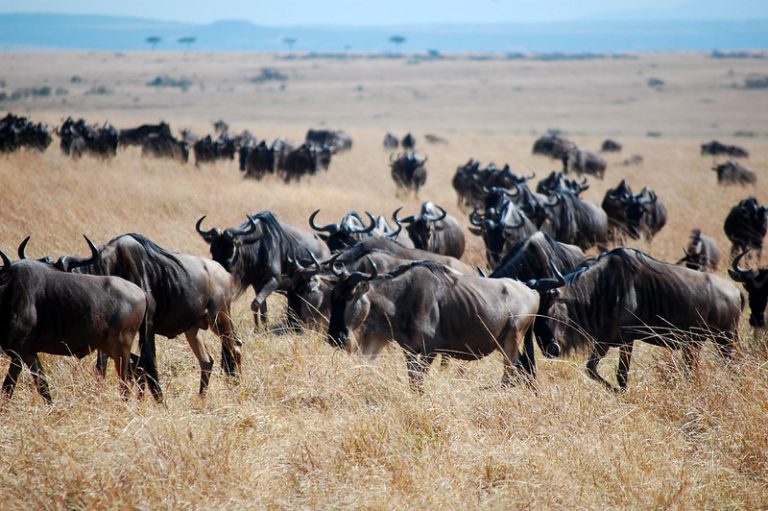 10 Wild-hearted Facts About Wildebeest - Fact City