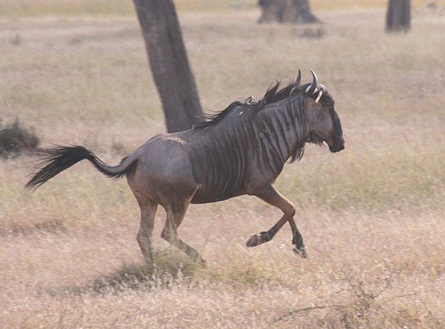 A blue wildebeest pronking