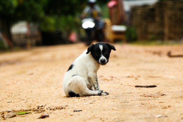 World Rabies Day