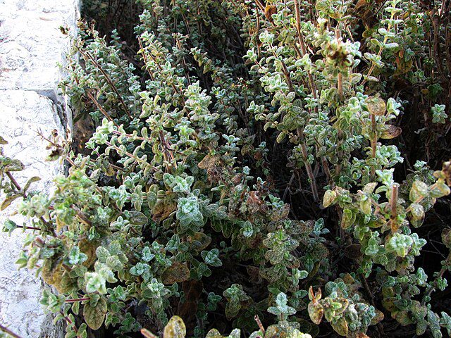Za'atar shrub