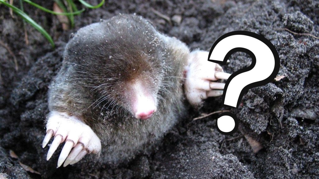 national mole day