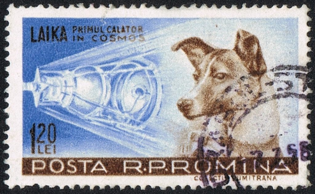 laika soviet dog