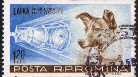 laika soviet dog