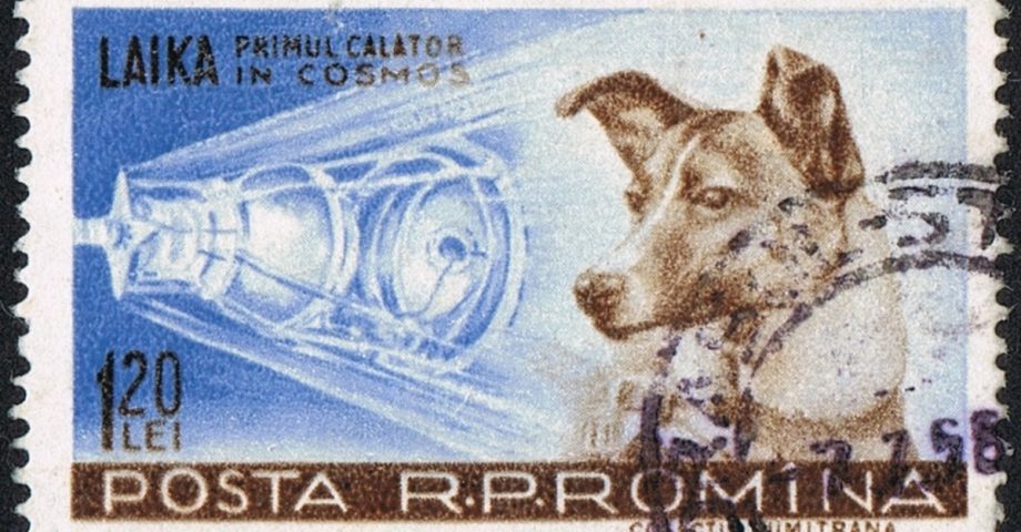 laika soviet dog