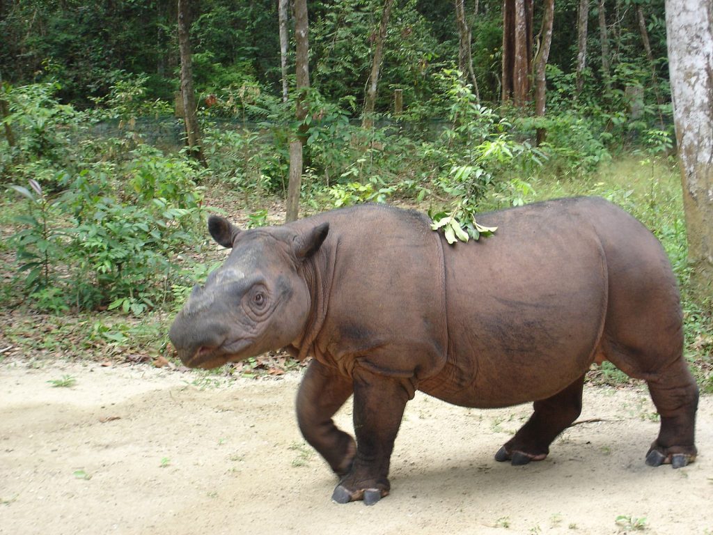 sumatran rhino