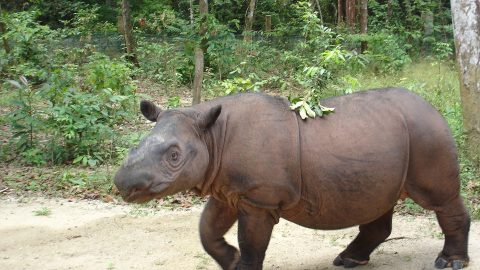 sumatran rhino