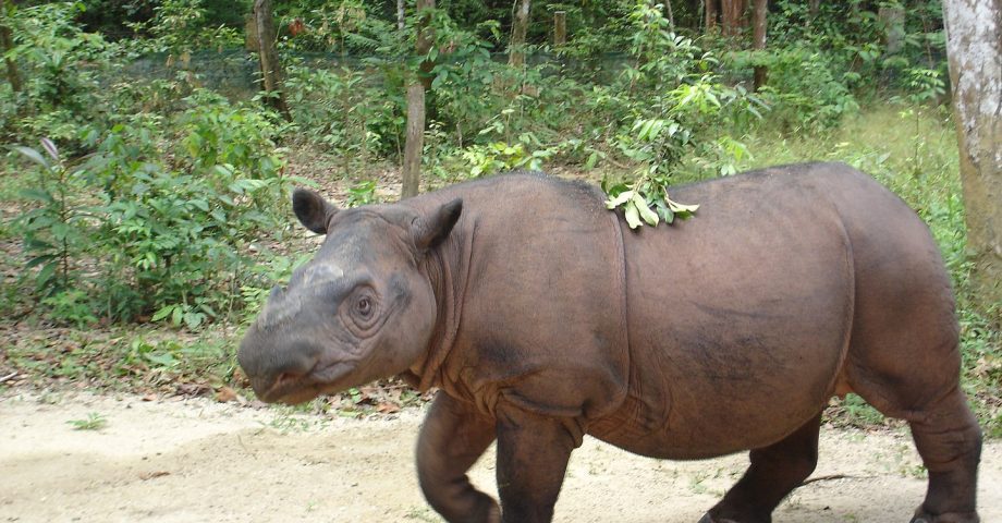 sumatran rhino