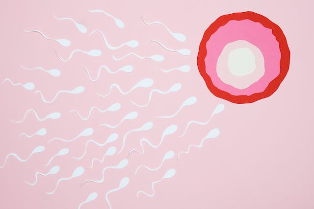 Sperm heading towards an egg