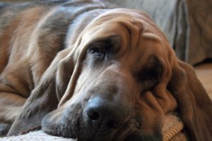 bloodhound dog