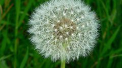 dandelion