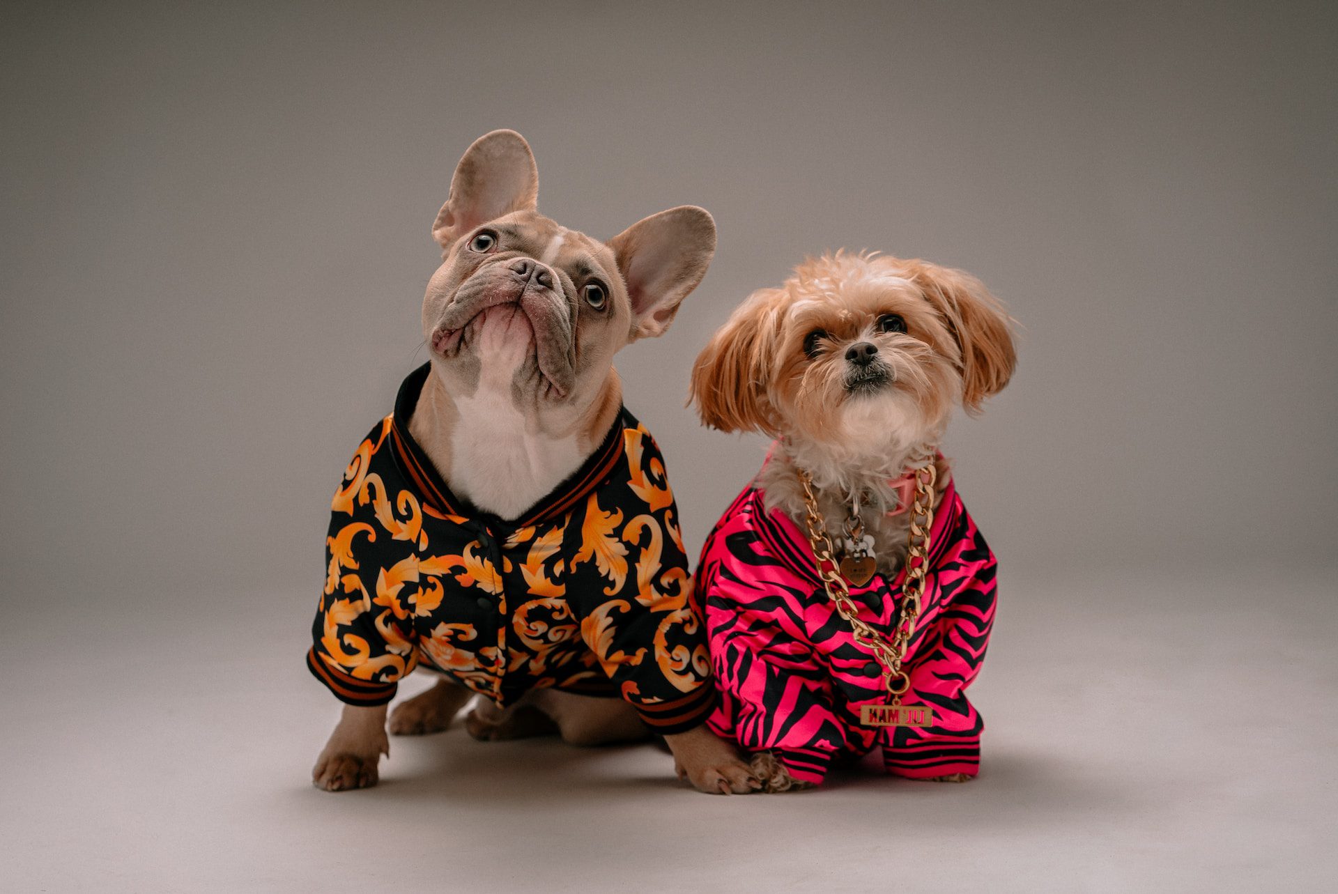 8 Pawsitively Hilarious Dog Jokes for Kids!