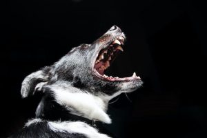 Dog barking