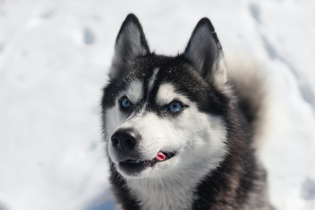 siberian husky