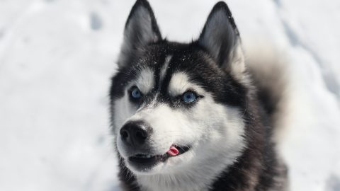 siberian husky