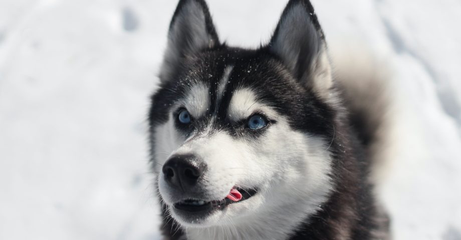 siberian husky