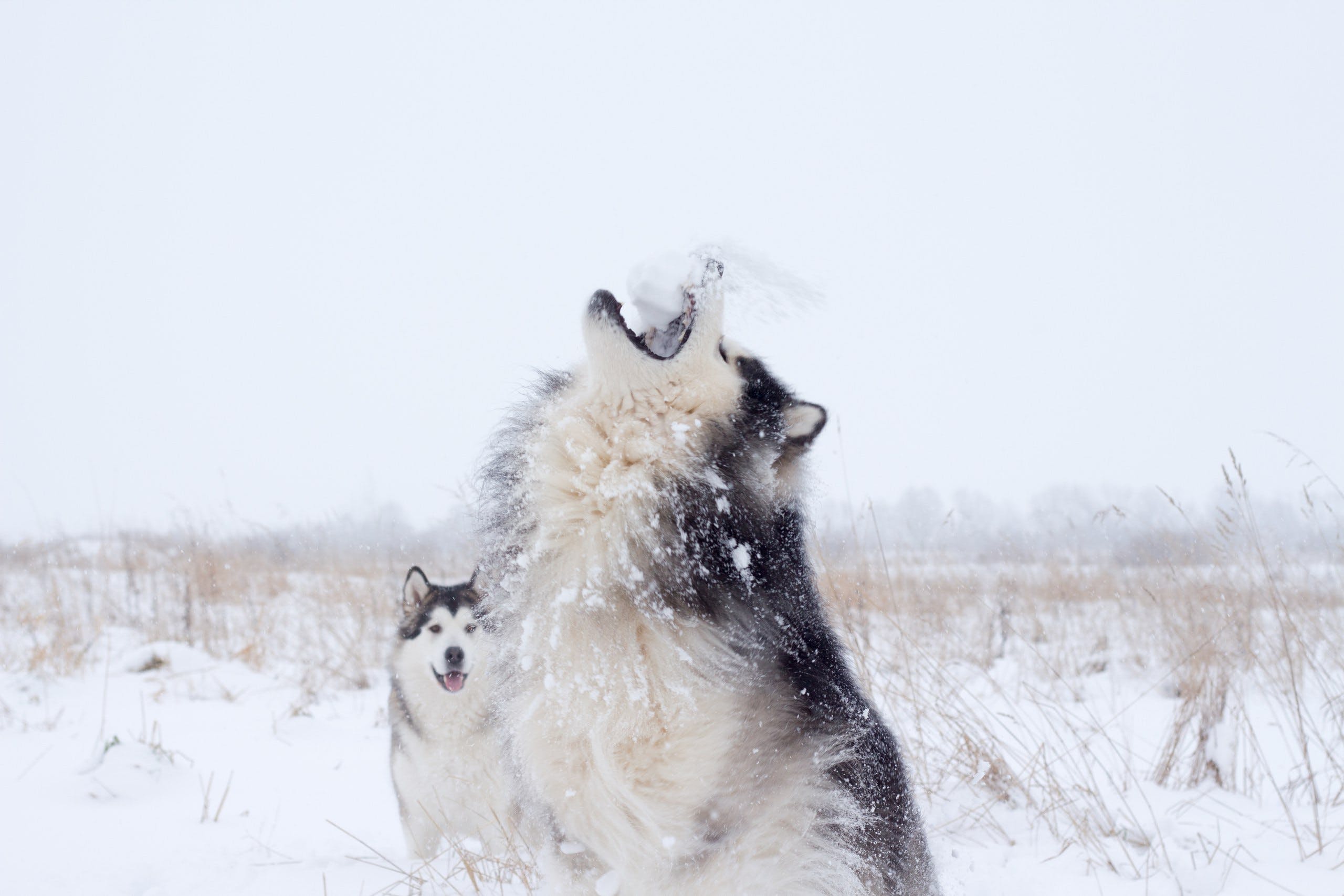 siberian husky