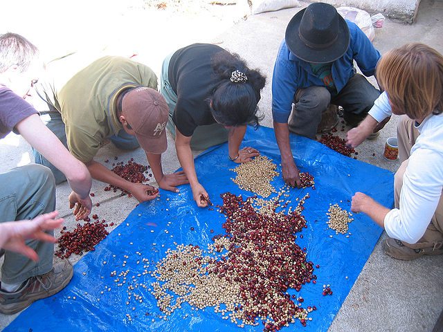 Starbucks coffee bean sourcing