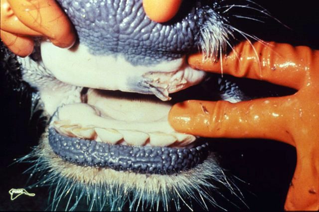 footh and mouth disease
