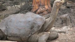 lonesome george