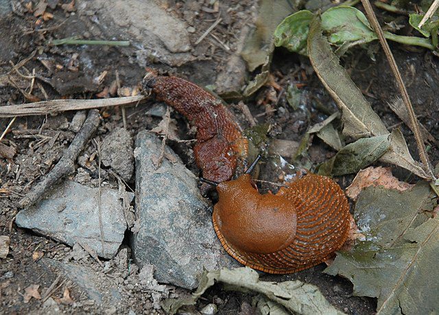 Slug cannibalism