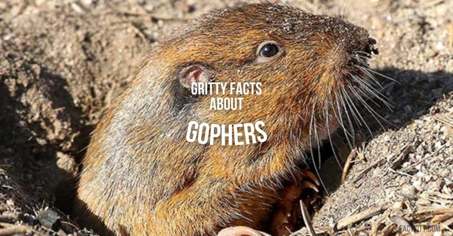 gopher