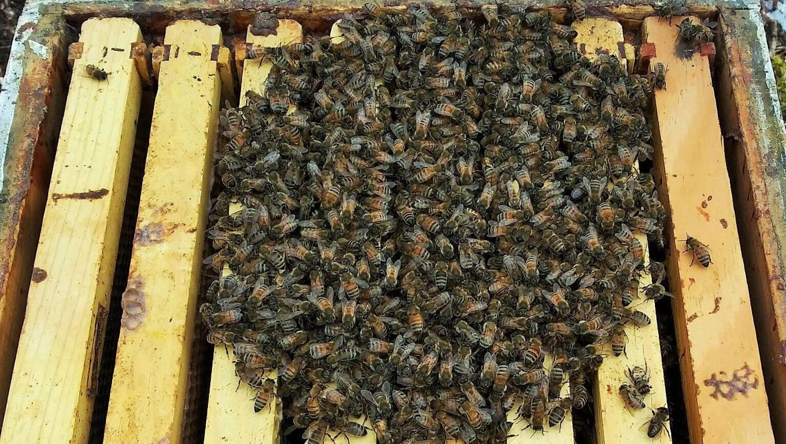 Bee cluster