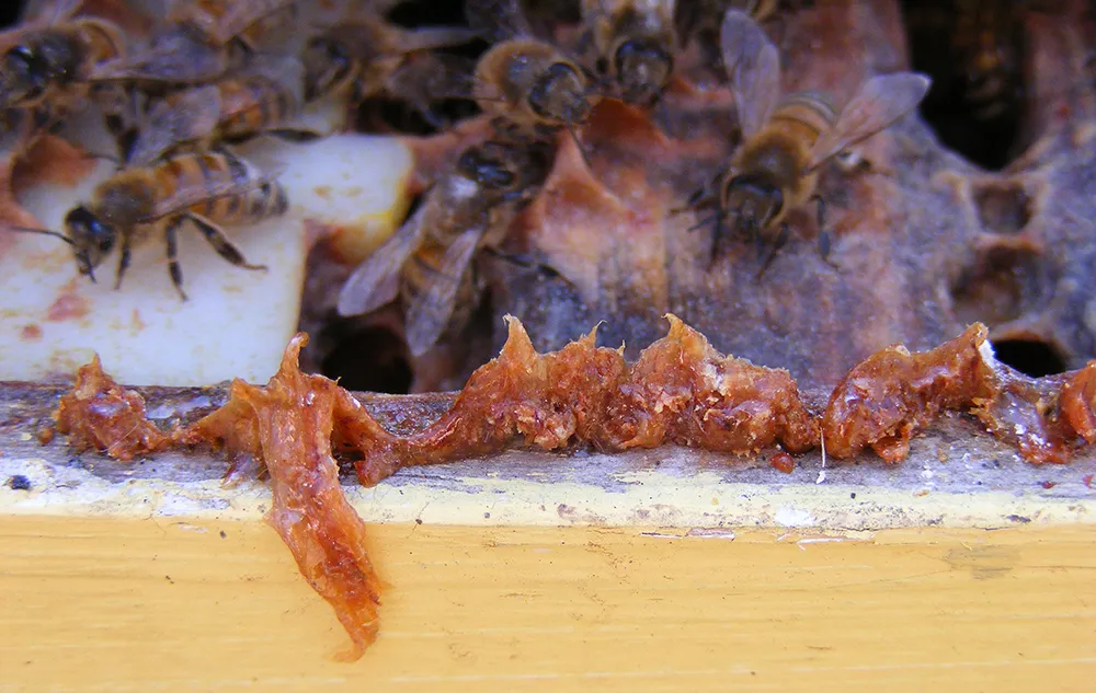 Propolis