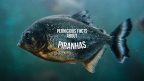 Piranha