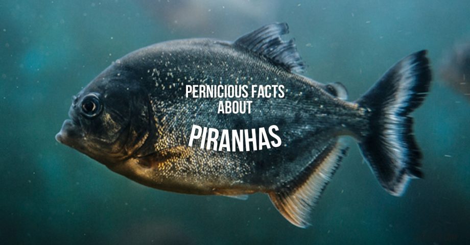 Piranha