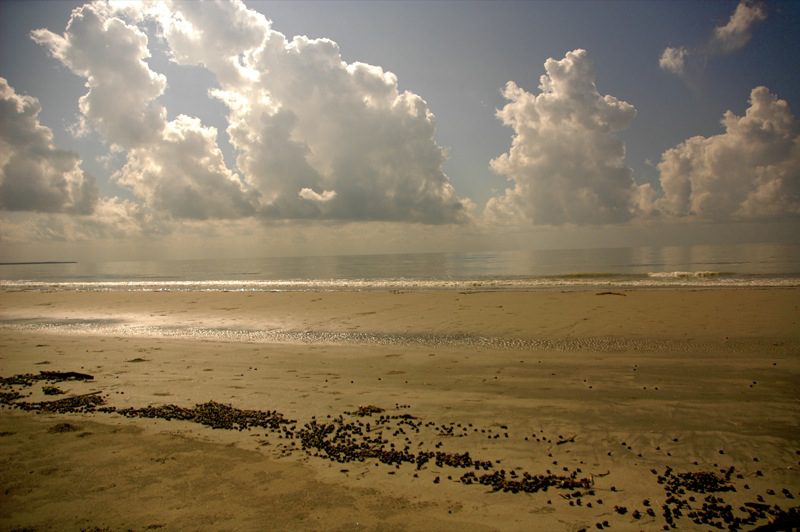 Mudflats in Sundarbans