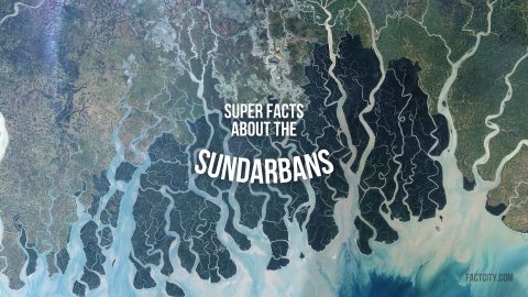 Sundarbans