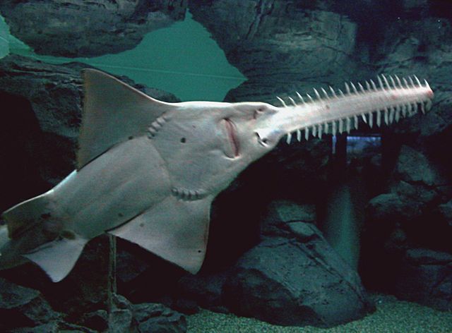 A largetooth sawfish